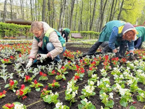Более 900 тысяч цветов высадят в Королеве в этом году Новости Королёва 