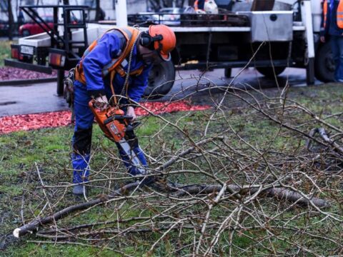 Добрые дела: опиловку деревьев провели на улице Некрасова Новости Королёва 